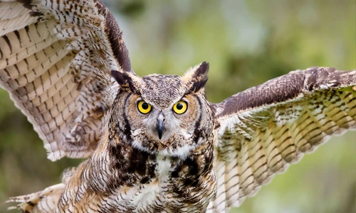 1 75345 original jpg jpeg