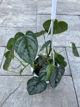 6 philodendron jpg jpeg