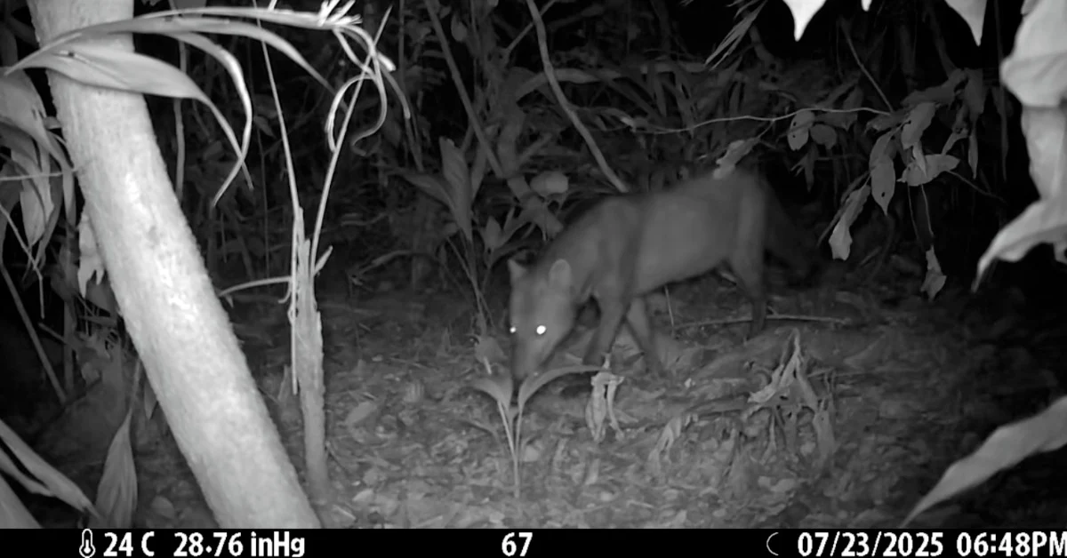 „Câinele fantomă”, unul dintre cele mai misterioase animale din lume, apare mai des decât estimau oamenii de știință