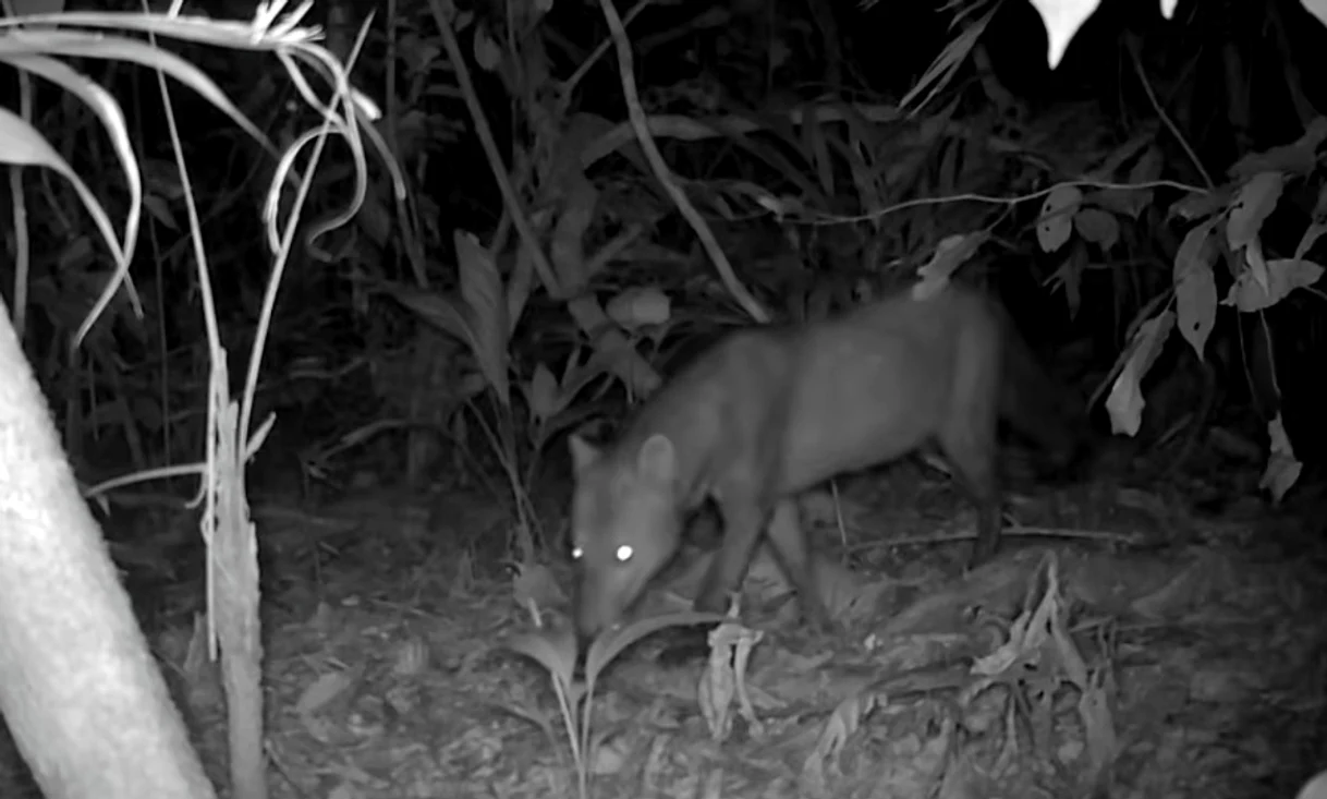 6a399135e365ec077e29435a trail camera ghost dog footage jpg