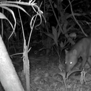 6a399135e365ec077e29435a trail camera ghost dog footage jpg