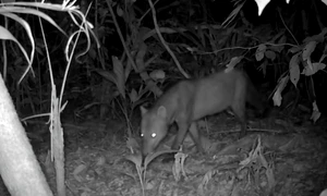 6a399135e365ec077e29435a trail camera ghost dog footage jpg