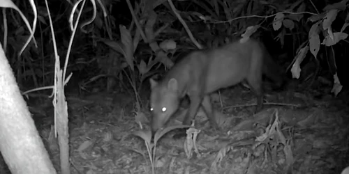 6a399135e365ec077e29435a trail camera ghost dog footage jpg
