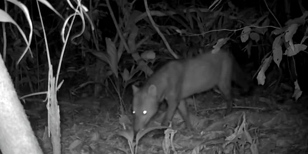 6a399135e365ec077e29435a trail camera ghost dog footage jpg