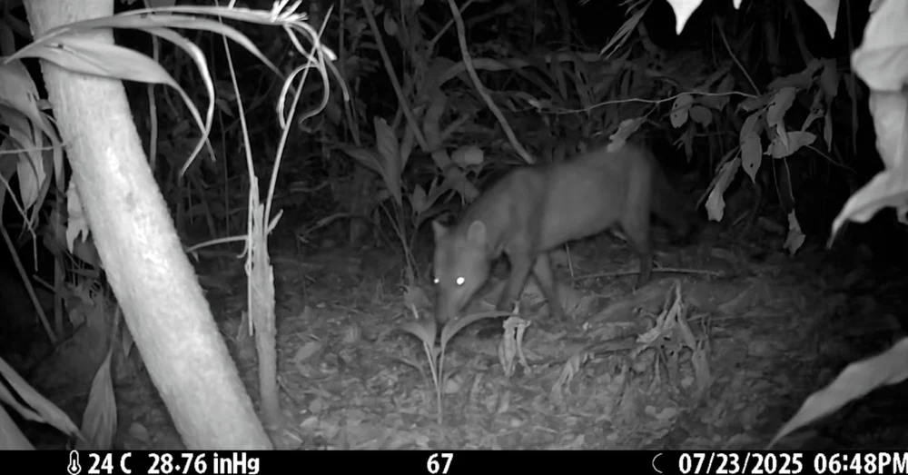 „Câinele fantomă”, unul dintre cele mai misterioase animale din lume, apare mai des decât estimau oamenii de știință