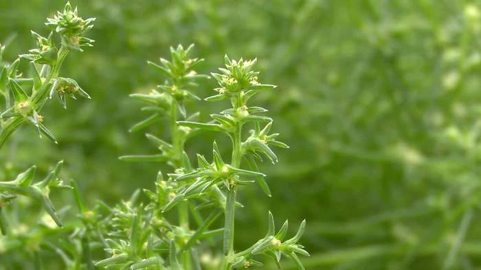Salsola seamănă cu mărarul. FOTO Iulian Bunilă