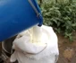 Productie de lapte injumatatita