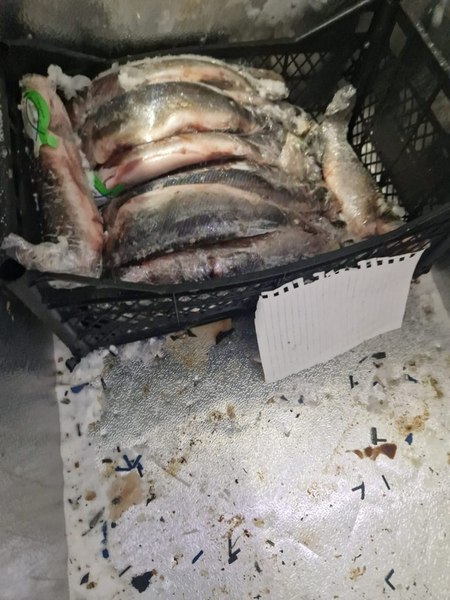Cunoscută cherhana de pe litoral, închisă temporar de Protecţia Consumatorului şi amendată: peştele era în putrefacţie, iar legumele, cu mucegai