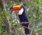 9 tucan shutterstock 346856240 jpg jpeg