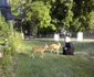 manastire zoo bistrita  11
