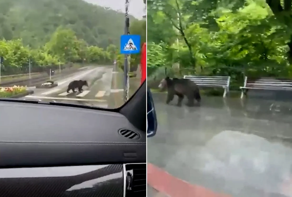 Urşii orăşeni au învăţat să traverseze strada pe la trecerea de pietoni  FOTO captură video