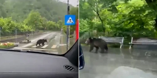 Ursii traverseaza pe trecerea de pietoni la sinaia