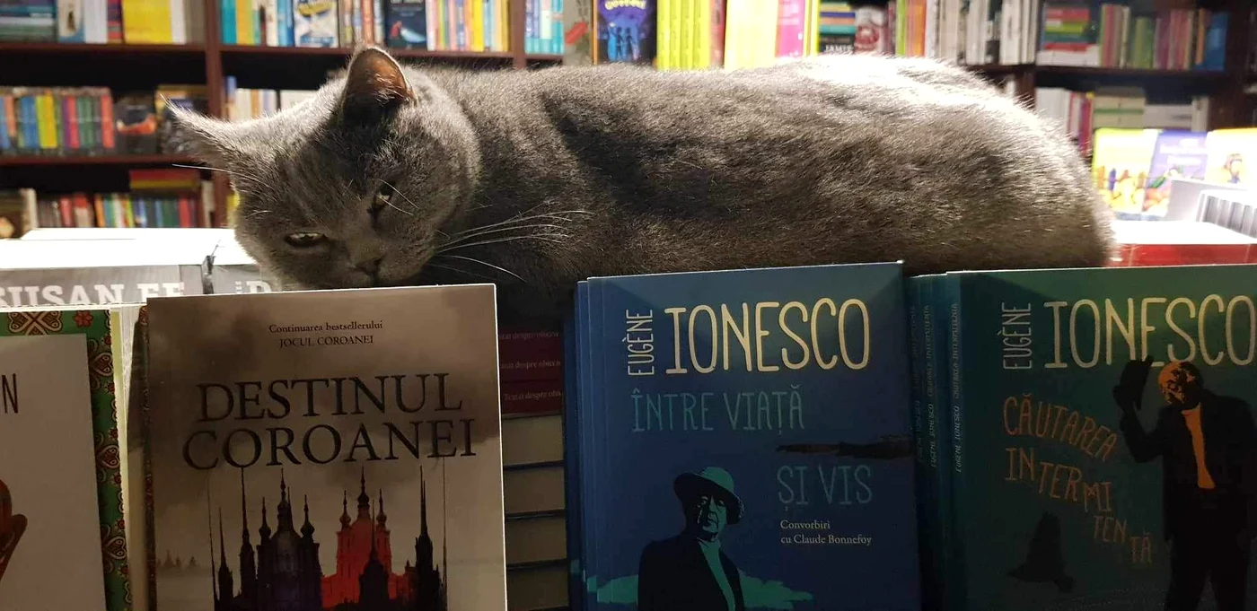Pisica Năsuca sursa foto FB Cristian Zeciu