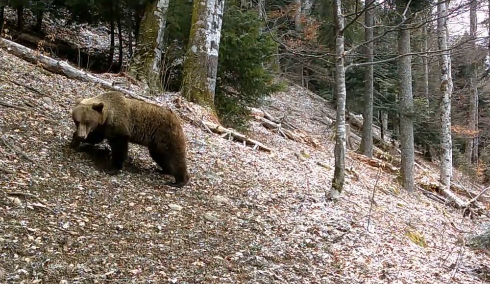 Urșii din Munții Retezat au ieșit din hibernare. Imagini inedite surprinse în parcul național VIDEO