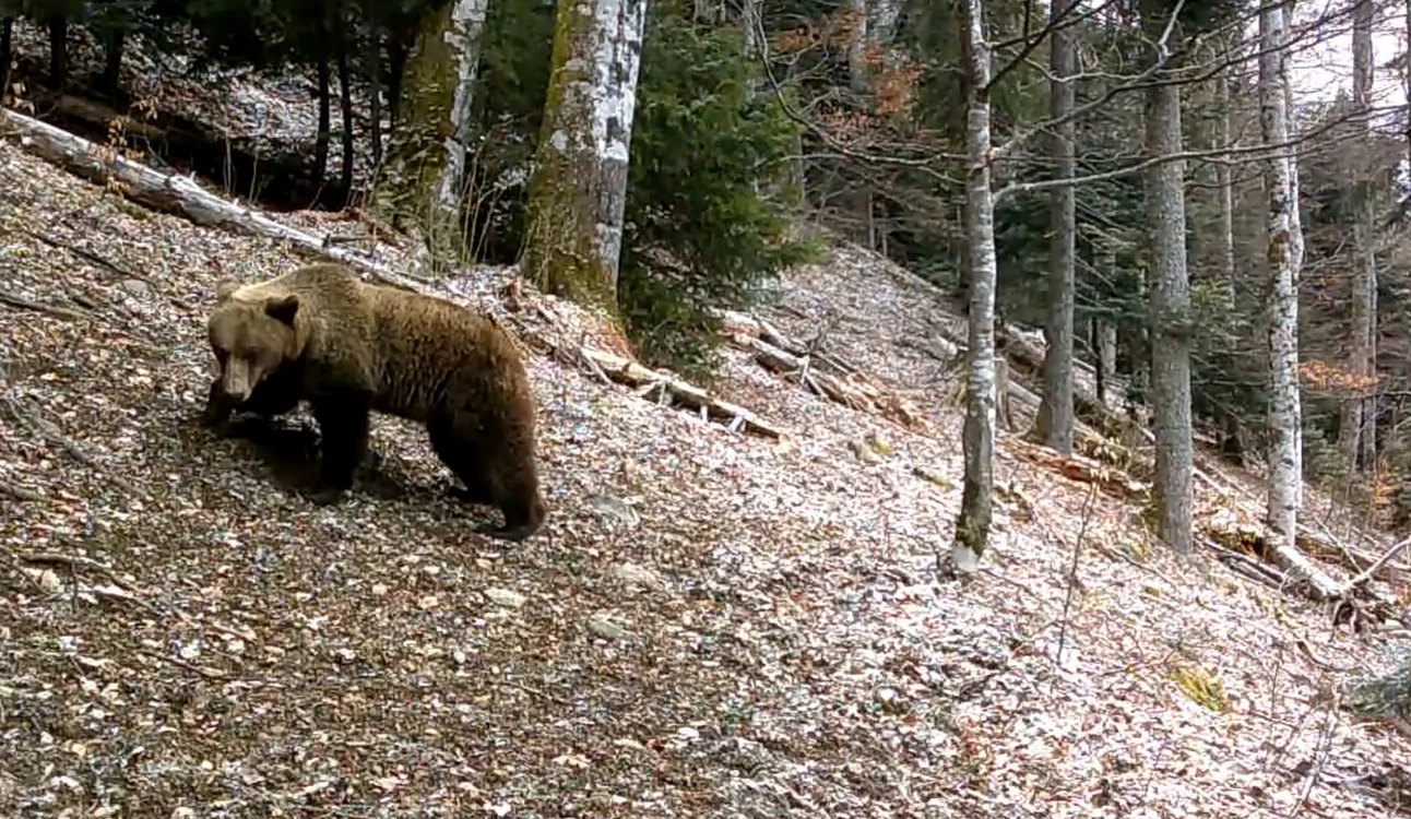 Urs într-o pădure din Retezat. Foto: Parcul Național Retezat. 