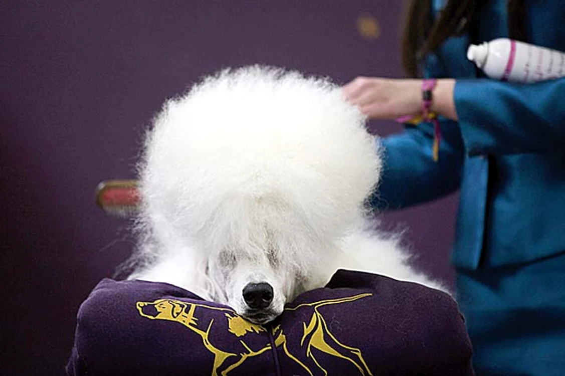 Pfiu, iar mi-au făcut coafură afro!