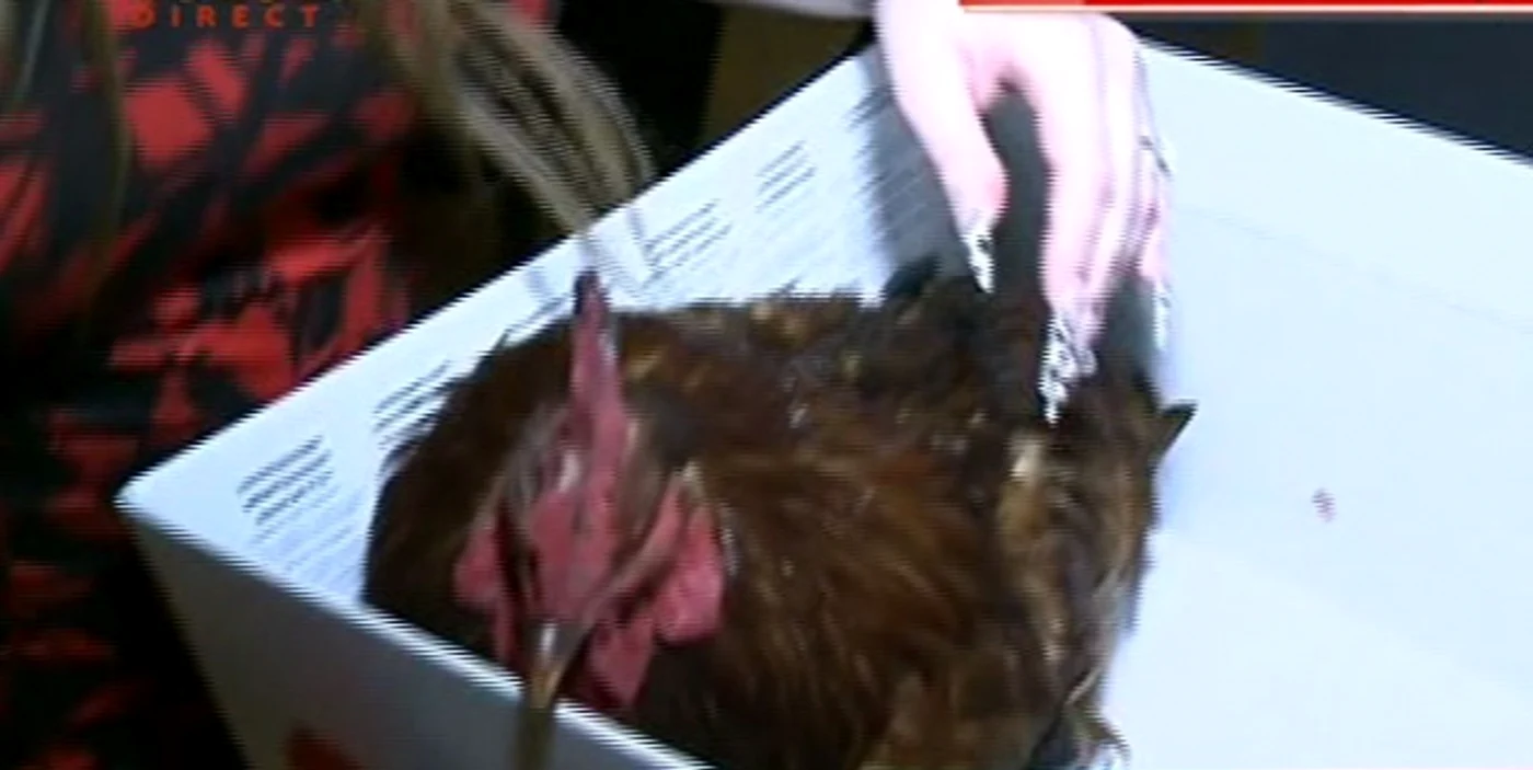Cocosul primit cadou de Oana de la sotul ei (captura Acasă TV)