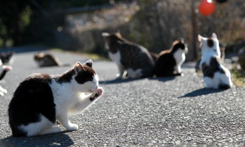 1 shutterstock 1059501830 1 jpg jpeg