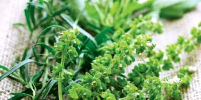 Busuiocul, un tonic al sistemului nervos