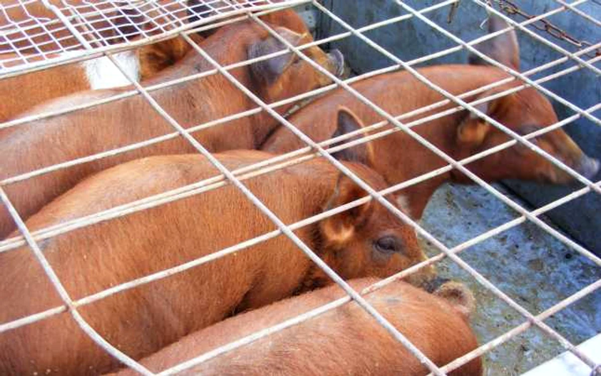 Târgurile de porci din Suceava au fost închise din cauza pestei porcine africane. FOTO Corina Macavei