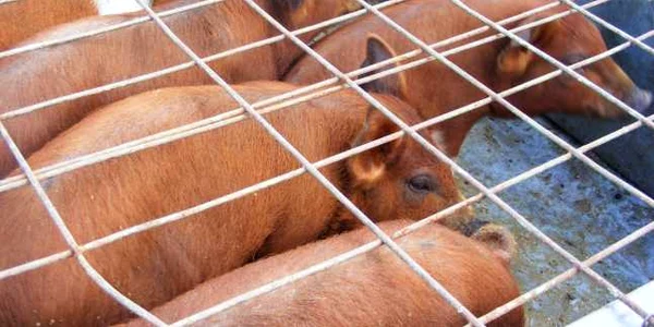 porci la vanzare targ mehedinti FOTO Corina Macavei 