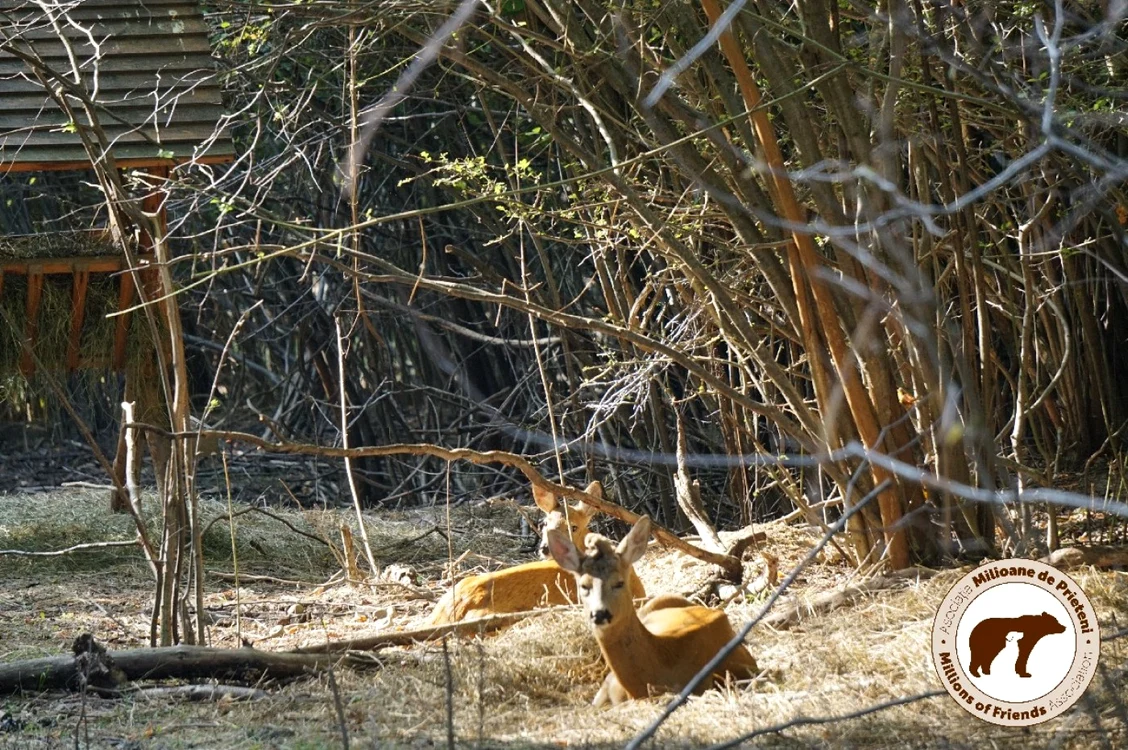 Animalele de la Ferma Hope a Asociaţiei Milioane de Prieteni nu mai au ce să mănânce FOTO Asociaţia Milioane de Prieteni