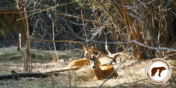 Animalele de la Ferma Hope a Asociaţiei Milioane de Prieteni nu mai au ce să mănânce FOTO Asociaţia Milioane de Prieteni