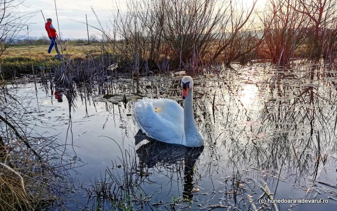 balta lebedelorhunedoara foto daniel guta adevarul