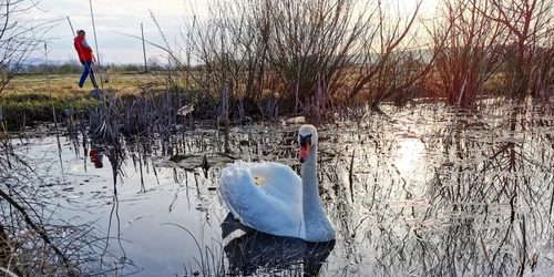 balta lebedelorhunedoara foto daniel guta adevarul