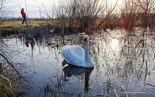 balta lebedelorhunedoara foto daniel guta adevarul