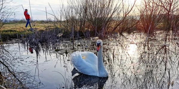 balta lebedelorhunedoara foto daniel guta adevarul