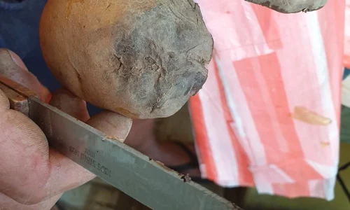 Un vânzător ne arată cum i s au stricat cartofii pe câmp din cauza ploilor abundente din iunie  jpeg