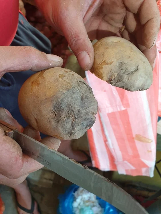 Un vânzător ne arată cum i s-au stricat cartofii pe câmp din cauza ploilor abundente din iunie 