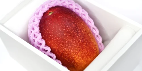 mango Oul Soarelui shutterstock 2181487341 jpg