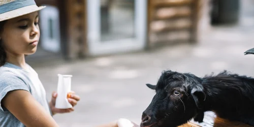 Ferme de animale  Foto Freepik (2) jpg