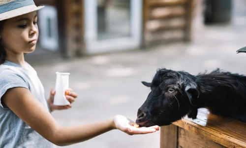 Ferme de animale  Foto Freepik (2) jpg