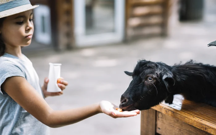 Fermele cu animale prietenoase, la modă în România. Foto: Freepik.com