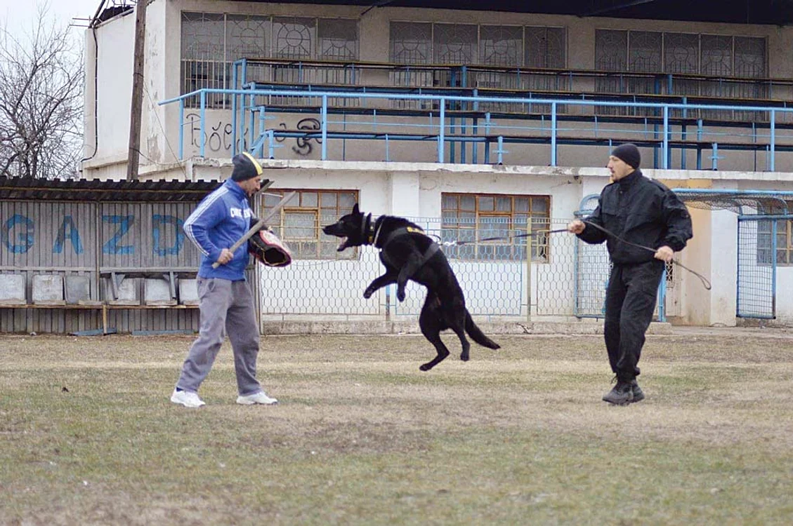 Alaf a absolvit ca șef de promoție școala de dresaj, de la Centrul Chinologic Sibiu