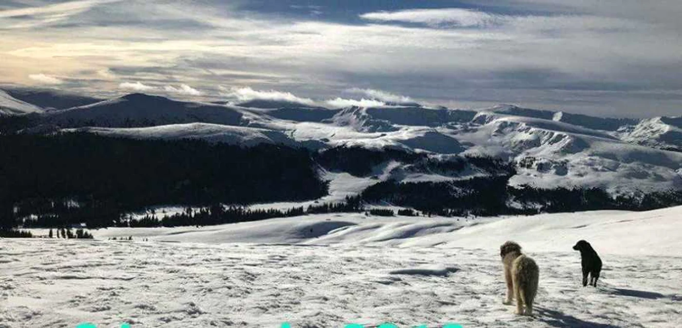 Transalpina