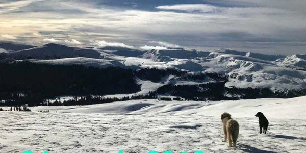 Transalpina 