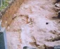 sarmizegetusa regia Cronica Cercetărilor Arheologice din România Campania 2005