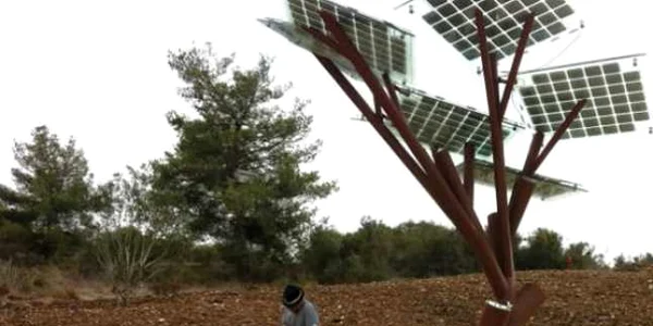 arbori solari