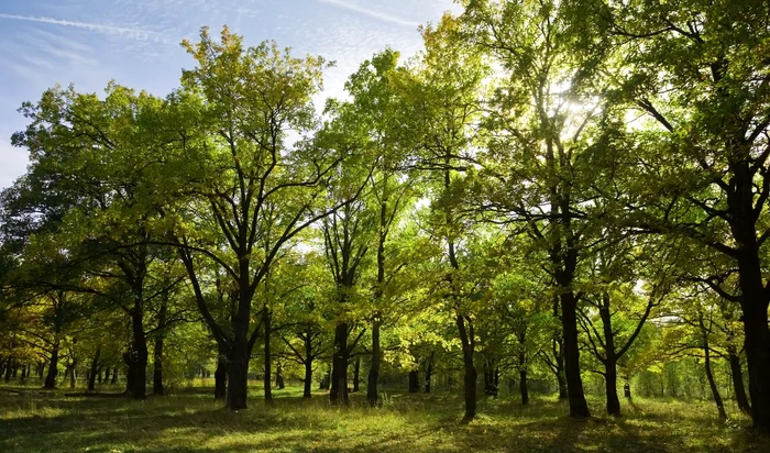 Zeci de cadavre vor fi căutate într-o pădure din Franța / Foto: Freepik