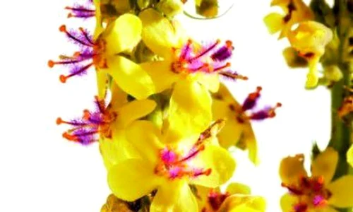 1 turita mare jpg jpeg