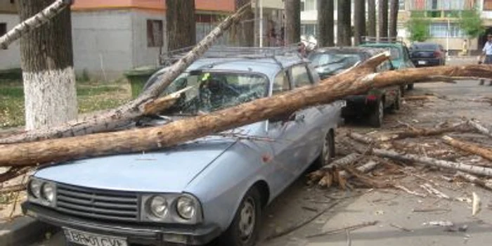 Braila:Maşini avariate de un copac uscat