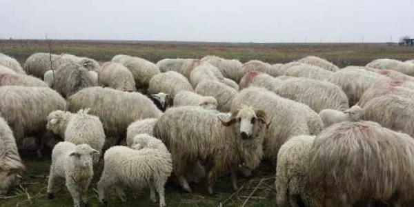 miei mici la vanzare in mehedinti FOTO Corina Macavei 