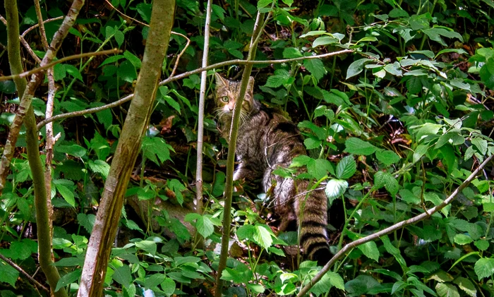 Pisica sălbatică. Foto: Parcul Natural Grădiștea Muncelului Cioclovina