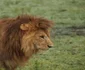 Serengeti, Tanzania jpeg