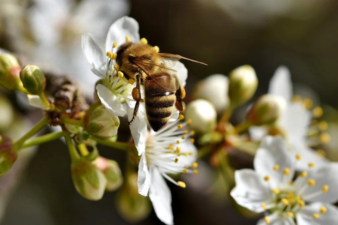 Veninul de albină tratează cancerul mamar / FOTO: Pixabay