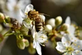 bee 4931194 1280 jpg